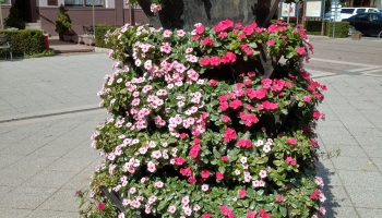 Jól bírja a hőséget - virág kompozíció