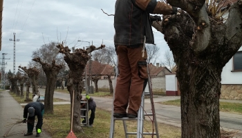 Folyamatos a köztéri fák metszése