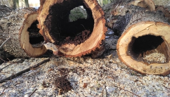 Az elmúlt napok szeles időjárása