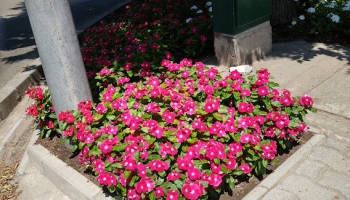 A virágágyások üde színfoltjai a város köztereinek