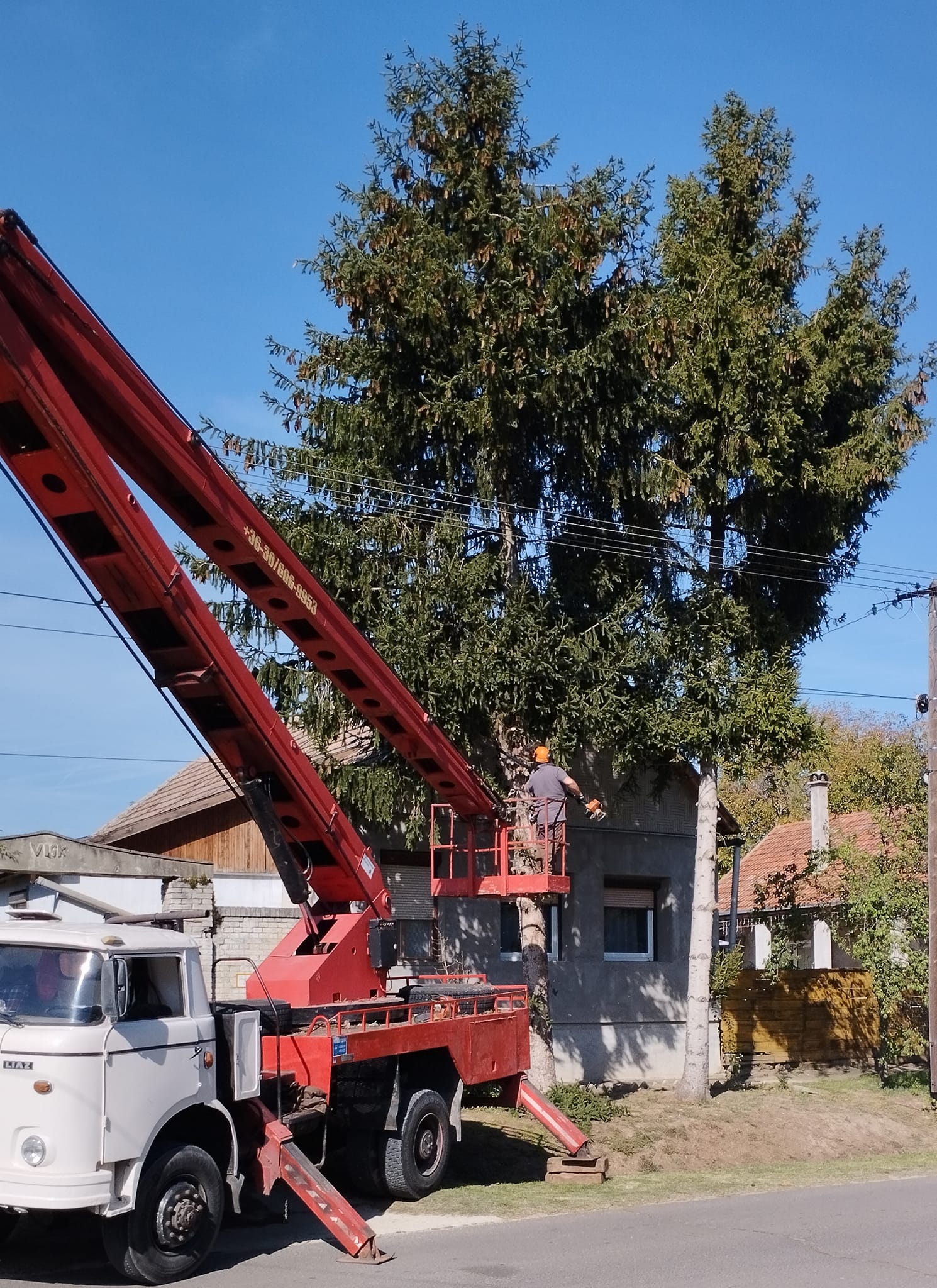 A Városgazda Kft. nyesi a veszélyes fákat