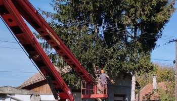 A Városgazda Kft. nyesi a veszélyes fákat