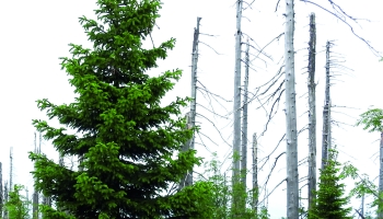 Kerti lucfenyő pusztulások hazánkban (2023) - kutatás - kérdőív